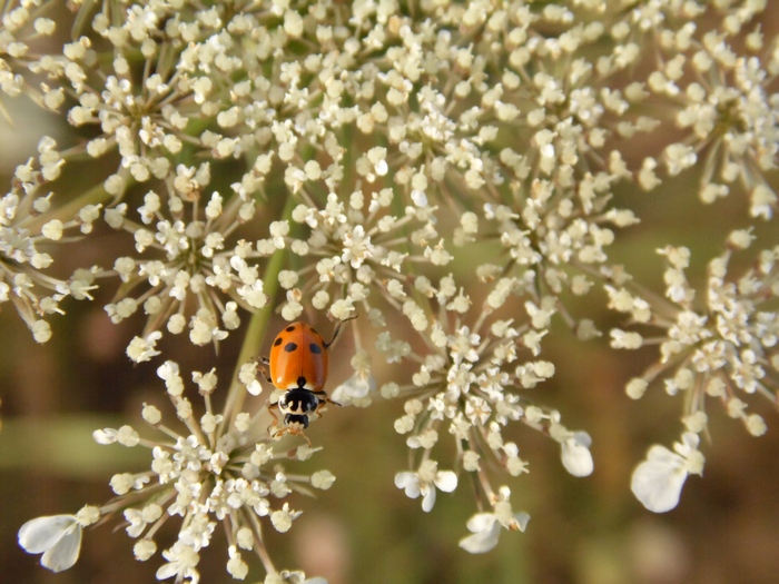 coccinella da ID